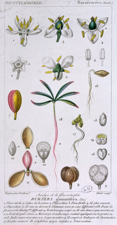 Bursera Gummifera, graviert von Rebel um 1810-20 von Pierre Jean Francois Turpin